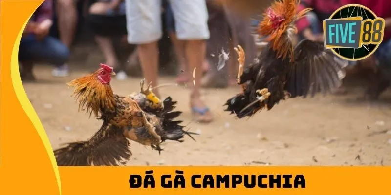 đá gà campuchia