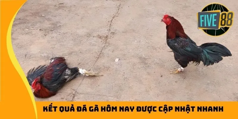 Kết quả đá gà hôm nay luôn cập nhật nhanh