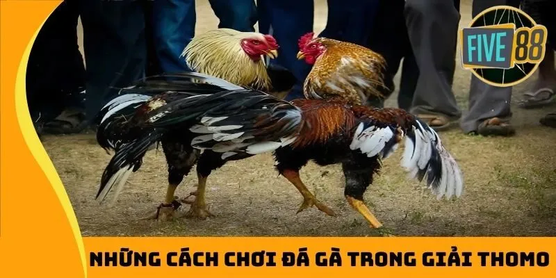 Những cách chơi đá gà trong giải Thomo